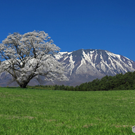 小岩井農場の一本桜 1