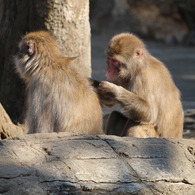 ニホンザル(in ZOORASIA)