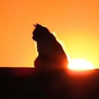 夕日と猫