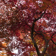 紅葉