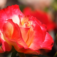 薔薇10