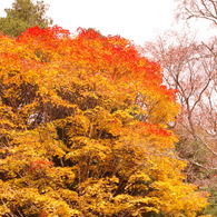 IMGP0095