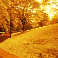GARDEN INFRARED (04)