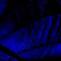 So Blue