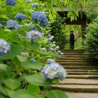 鎌倉・明月院