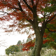 momiji21