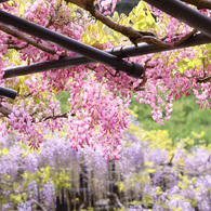 白井大町藤公園