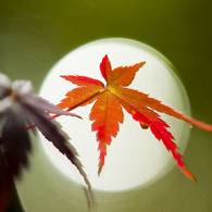 月に紅葉。。。