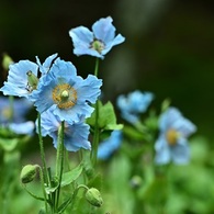 ヒマラヤの高山に吹く風