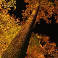 Tree Tower＾＾