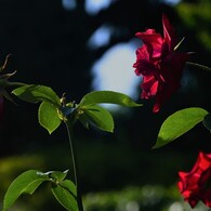 ＬＡＳＴ　ＰＡＳＳＩＯＮ