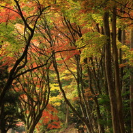 重なる紅葉したモミジ