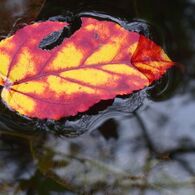 蟹淵の1枚の紅葉