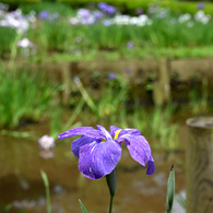 花しょうぶ_02