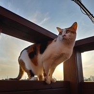 夕陽が似合う