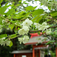 緑の桜「御衣黄」