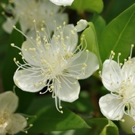 山楂子の花（さんざしのはな）？　橘もどき(タチバナモドキ)？