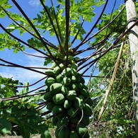 座間味2010-19