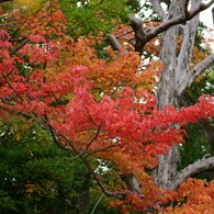 万博公園日本庭園の紅葉