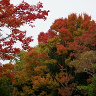 万博公園日本庭園の紅葉
