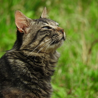 雨上がりと猫