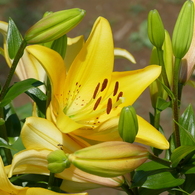 初夏の花