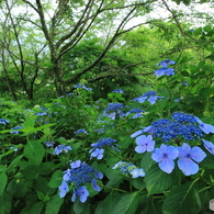 あじさい咲く日