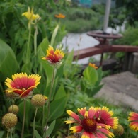 かわべの花 ２