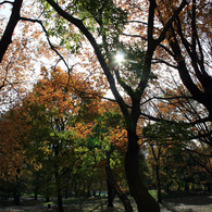CentralPark_03