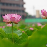蓮 ②