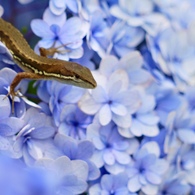 Blue Field