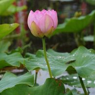 雨上がりの信濃国分寺蓮園　１　DSC_6322