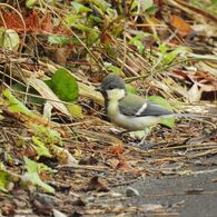 シジュウカラの若鳥　DSCN7711