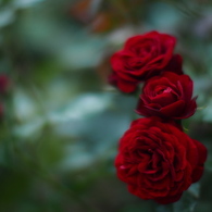 薔薇園で薔薇を撮る