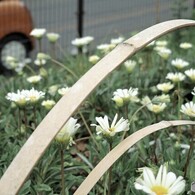 花壇の花 1