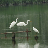伊佐沼の水鳥1