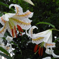 稲荷山公園・山百合6