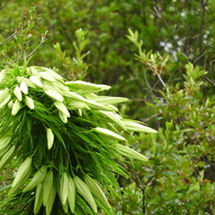稲荷山公園・山百合8