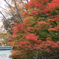 紅葉１５