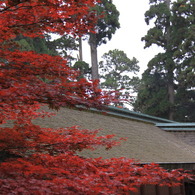 紅葉１６