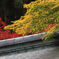 紅葉１７