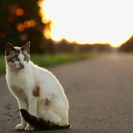 ねこと夕空