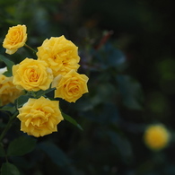 薔薇
