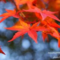 紅葉6
