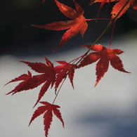 京都大原散策