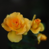 薔薇