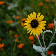 小さなヒマワリみたいな花