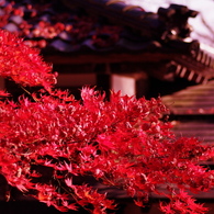Fly into RED