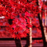 Fly into RED