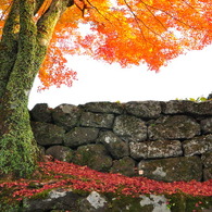 紅葉と石垣